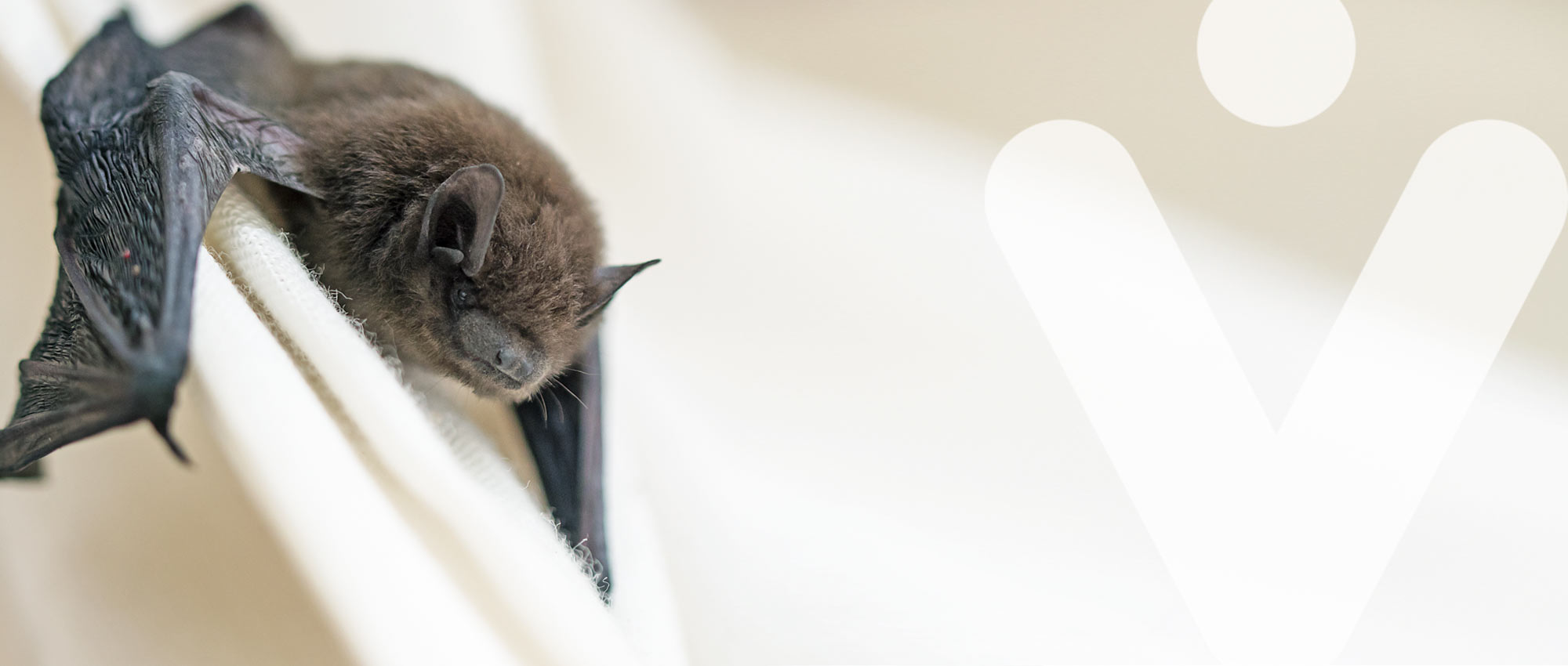 Mordedura de murcielago