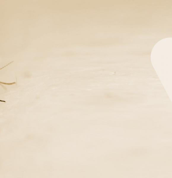 Banner-Fiebre-Amarilla mobile