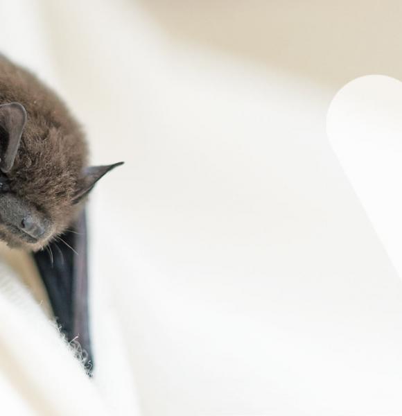 Mordedura de murcielago mobile